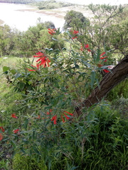 Bouvardia ternifolia