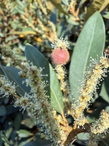 iNaturalist observation photo of Chinquapin Flower Gall Wasp