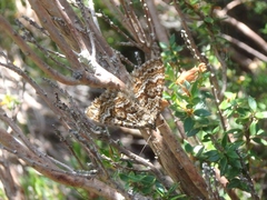 Chrysolarentia symphona