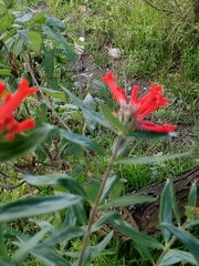 Bouvardia ternifolia