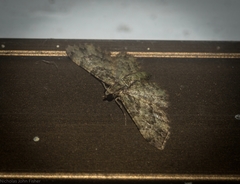 Chloroclystis mniochroa