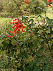 Bouvardia ternifolia