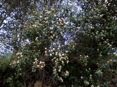 Magnoliopsida