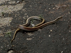 Phimophis vittatus