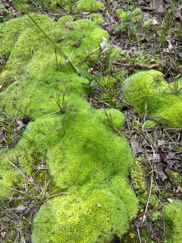 iNaturalist observation photo of Dicranales