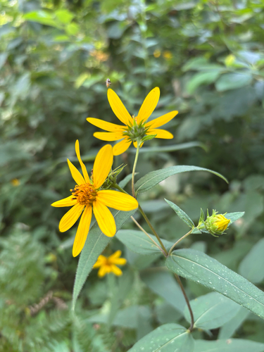 iNaturalist observation photo of woodland sunflower