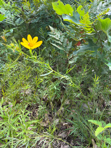 iNaturalist observation photo of Prairie Coreopsis