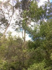 Pseudopanax arboreus