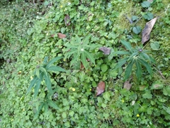 Paris polyphylla stenophylla