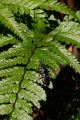 Euaspis