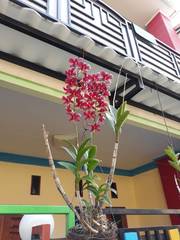 Orchidaceae