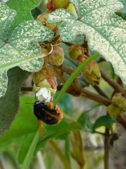 Bombus eximius