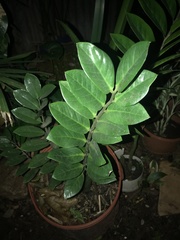 Zamioculcas