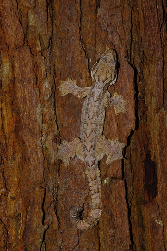 Gekko kuhli observed 2026-07-07