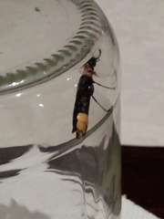 Lampyridae