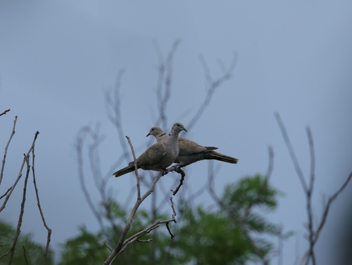 Eurasian Collared-Dove