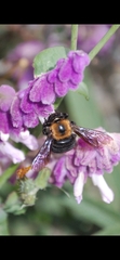 Xylocopa rufidorsum