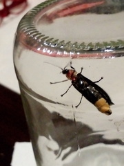 Lampyridae