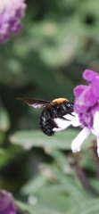 Xylocopa rufidorsum