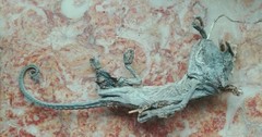 Chamaeleo chamaeleon chamaeleon