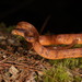 Formosa Slug Snake - Photo (c) yulee, some rights reserved (CC BY-NC), uploaded by yulee