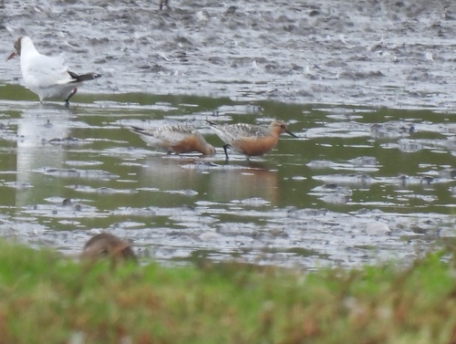 iNaturalist image