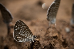 Leptotes cassius cassidula