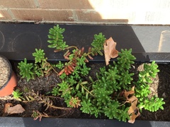 Sedum × rubrotinctum