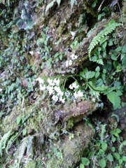 Valeriana flaccidissima