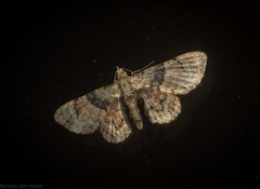 Gymnoscelis derogata