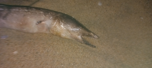Strophidon sathete observed 2026-07-19