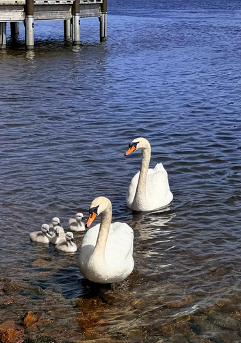 Mute Swan