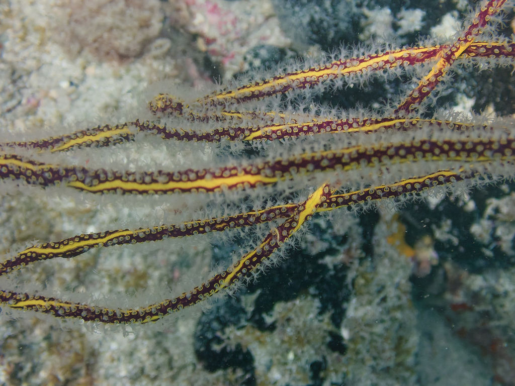 Olindagorgia gracilis