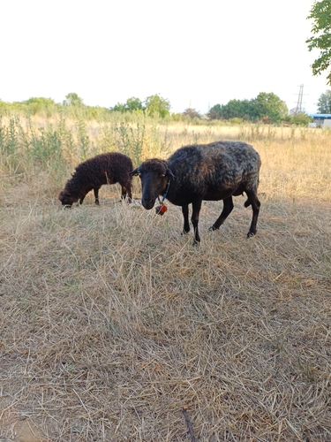 Common Domestic Sheep
