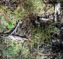 Podocarpus totara