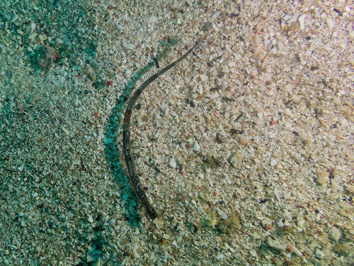 Whitenose pipefish (Cosmocampus albirostris) — Syngnathidae — 4