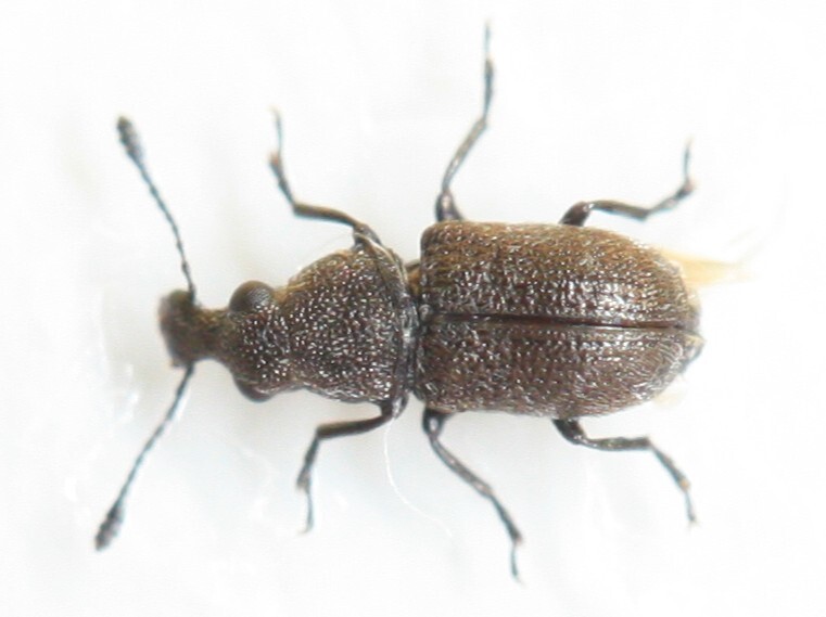 Allandrus undulatus