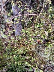 Coprosma rhamnoides