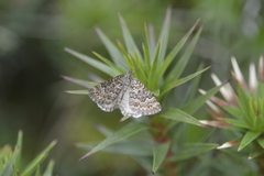 Chrysolarentia symphona