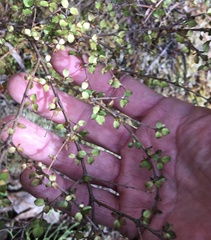 Coprosma rhamnoides