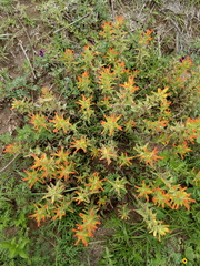 Castilleja glandulosa