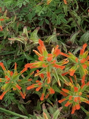 Castilleja glandulosa
