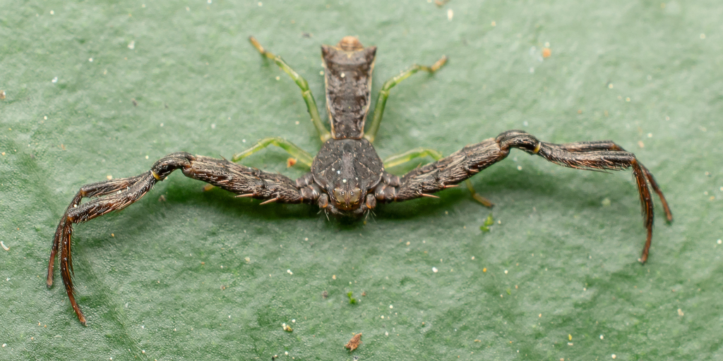 Sidymella kolpogaster