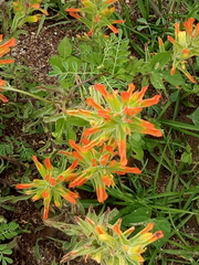 Castilleja glandulosa