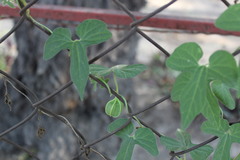 Aristolochia pentandra