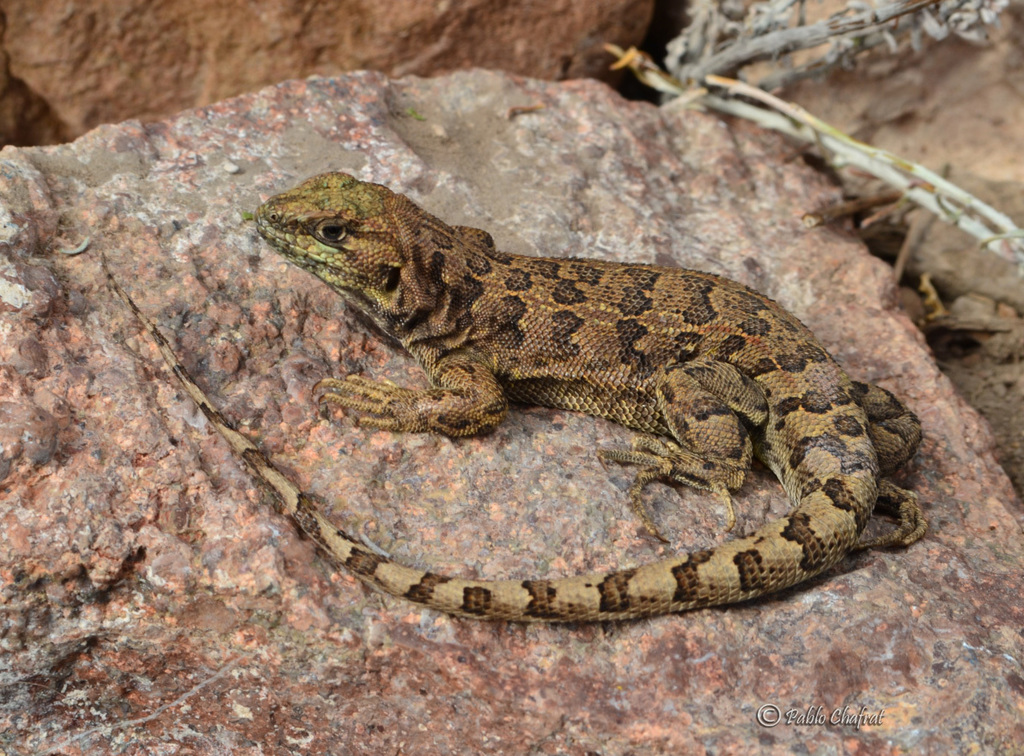 Roth's Rock Lizard