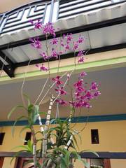 Orchidaceae