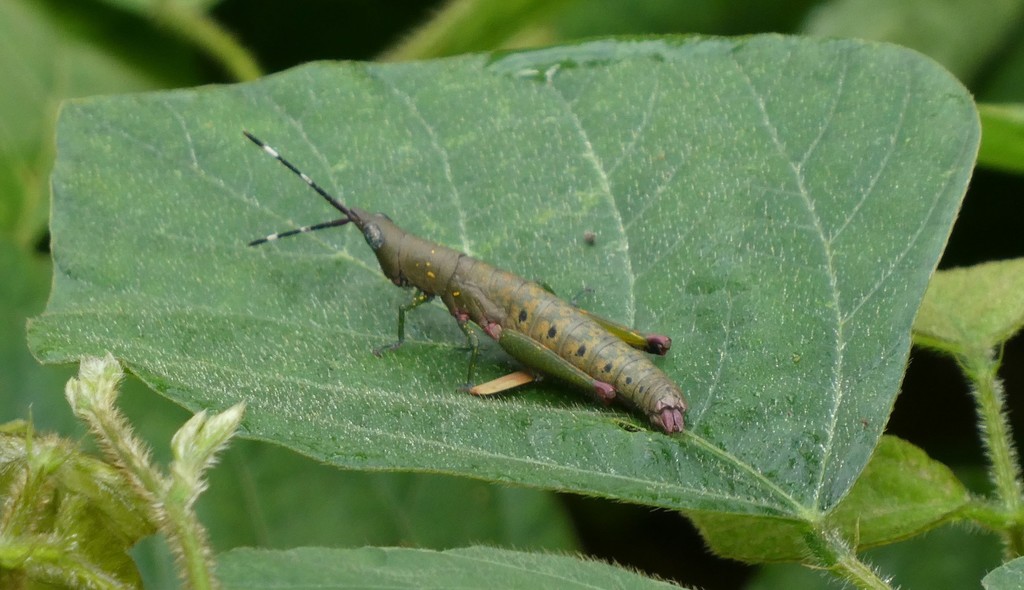 Chapmanacridini