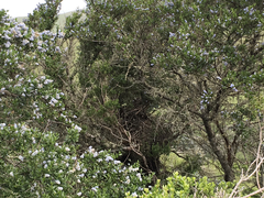 Neotoma fuscipes annectens