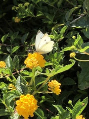 Pieris rapae